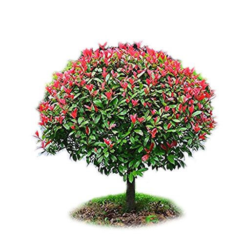 درختچه فوتونیا (سه رنگ) 